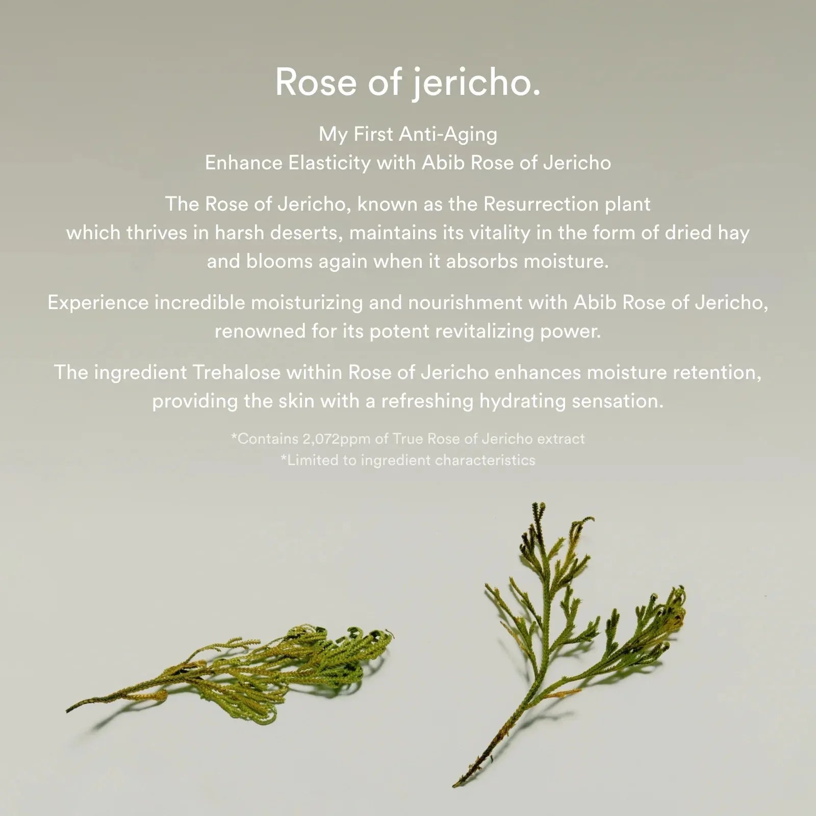 Abib - Jericho Rose Bifida Serum Firming Drop, 50ml - Seoulma-skincare